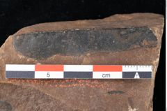 Foto (Detailansicht) von Sphaeria daphnes Ettingshausen (NHMW-GEO-2024-0188-0031b)